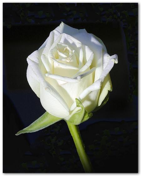 Hommage a Stacy et Nathalie